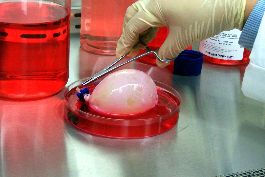 Искусственная клетка 3. 3d принтер биопринтер. Биопечать мочевого пузыря. Мочевой пузырь на 3д принтере. Искусственные органы из стволовых клеток.